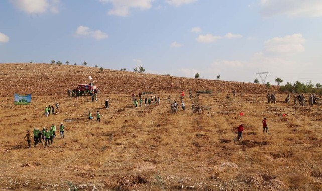 Şanlıurfa'da fidanlar toprakla buluştu