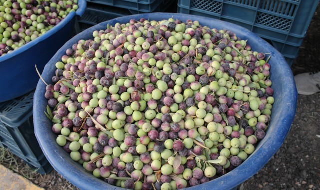 Sofraların vazgeçilmezi zeytin tezgahlarda