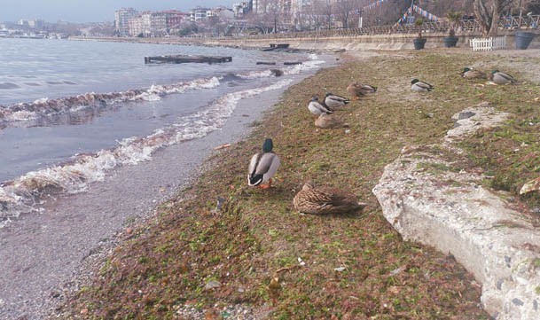 Lodos kıyıları kızıla boyadı