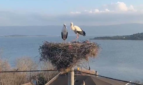 Belgesellere konu olan Nazlı leylek görüntülendi
