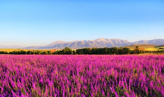 Maraş’ta hazeran çiçekleri hayran bıraktı