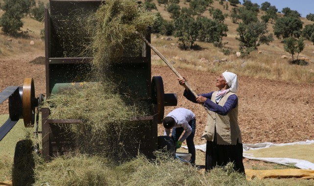Mardin yemeklerine lezzet katan kişniş için hummalı hasat mesaisi
