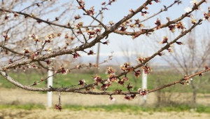 Kayısı Ağaçları Don Vurdu