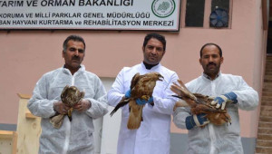 Kızıl Şahinler tedavi edilerek doğaya bırakıldı