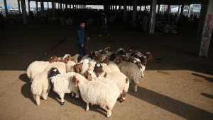 Şanlıurfa'da kuzular pazara çıkarıldı