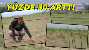 Fiyatlar yükselince dikim alanı da artırıldı