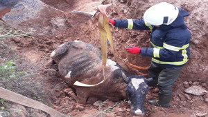 Bataklığa saplanan inek kurtarıldı