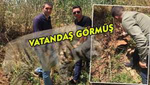 Doğada karış karış arıyorlar