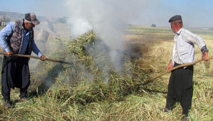 'Firik'te hasat başladı