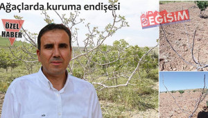 Fıstık ağaçları uyanmadı!