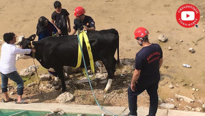 İtfaiye'den inek kurtarma operasyonu