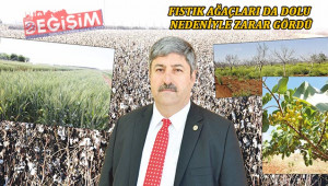 Rekolte iyi ama pamuk yanıltabilir