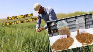 Tescilli yerli buğday çeşitleri verimi artıracak