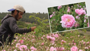 Urfalı işçiler gurbette 'gül' topluyor