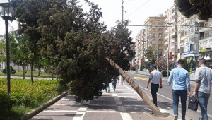 Ağaçlar, şiddetli fırtınaya dayanamadı