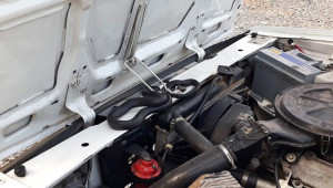 Araçtan yılanı çıkartmak 4 saat sürdü