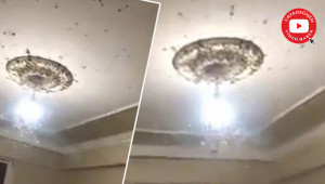 Böcek çeşidi artıyor; tepkiler büyüyor