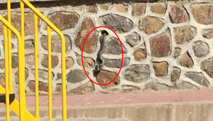 Çocuk parkında yılan paniği