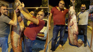 Dev yayın balığı yakaladılar