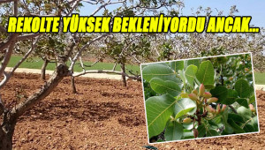 Fıstıkta beklenen olmadı