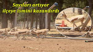 Nesli tükenme tehlikesinden kurtuldu