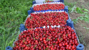 Yıllık 76 bin ton kiraz ihraç ediliyor