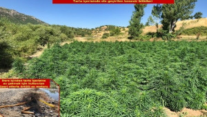 Dev Operasyon 2 Milyon 111 Bin 50 Kök Kenevir Ele Geçirildi