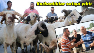 Kurbanlıklar Urfa’dan Adana’ya gitti