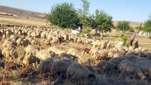 Mezarlıkta koyun otlatılmasına tepki