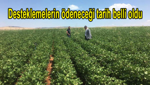 Pamuk üreticisine müjde