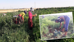 Tarla'da 5 TL, halde 100 TL