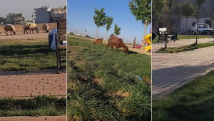 Vatandaşlar, yeşil alanlara zarar veriyor