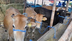 Birçok yerde kurbanlıklar elde kaldı