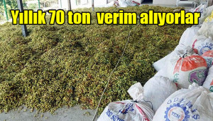 Fıstık, Aydın'ın da gelir kaynağı oluyor
