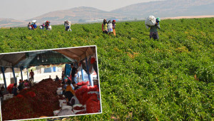 Kırmızıbiber hasadı başladı