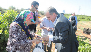 Toplanan meyveler vatandaşlara dağıtılıyor