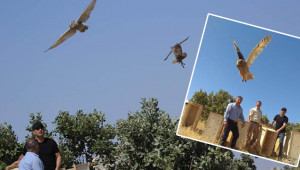 Urfa’da tedavi edilen kuşlar doğaya salındı