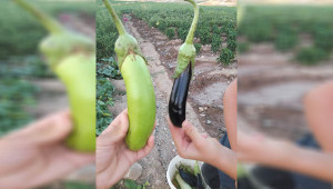Yeşil patlıcan çiftçileri şaşırttı
