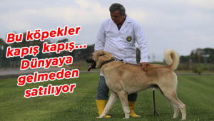 Bu köpekleri almak için 15 ay sıra bekleniyor