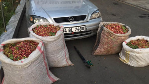 Fıstık hırsızları kaza yapınca yakalandı