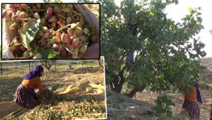Siirt'in 'Yeşil Altın'ında ilk hasat başladı