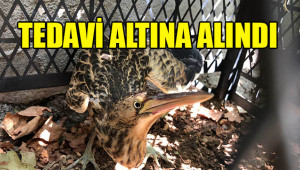 Yaralı Hint gölet balıkçıl kuşu bulundu