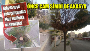 Ağaçlar kuruyor, belediye kesiyor