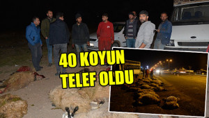 Otomobil koyun sürüsüne çarptı