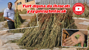 Urfa'nın siyah susamı tescil hedefinde!