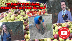 Üreticilerin tercihi zeytin oluyor