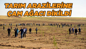 Verimli araziye çam tepkisi!
