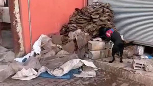 Tezek yığınları arasında uyuşturucu hapları