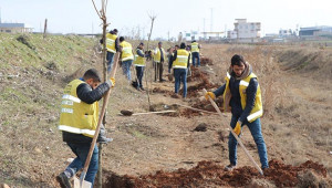 100 bin meyve fidanı toprakla buluşacak