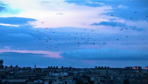Şanlıurfa semalarında kuşların dansı